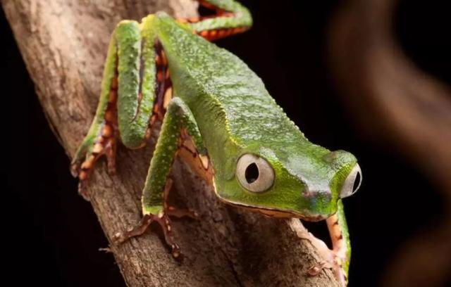 命名闪电！兰博基尼发布第一款新能源超跑