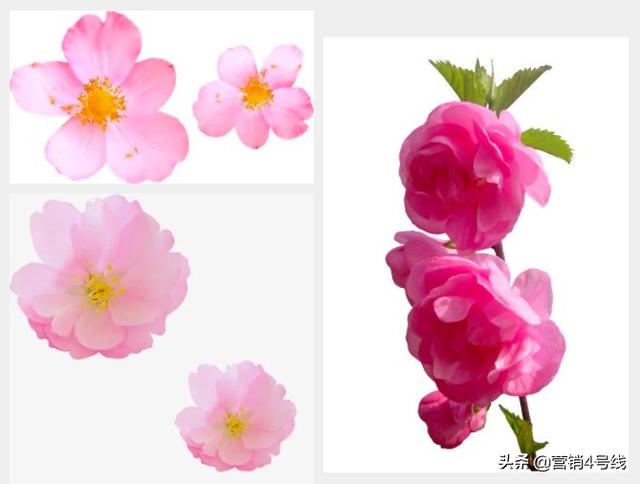 品牌打开B站的方式：阿里动物园开张了！我们和它的服务商聊了聊