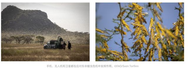 东非蝗虫之战，无人机和大数据来啦！