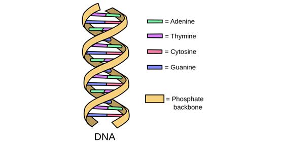 新冠病毒已发生重复变异以持续存活，机器学习告诉你如何应对
