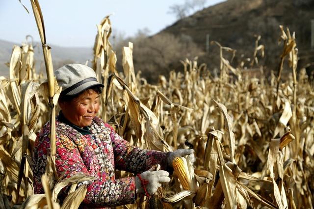 中国农业的未来，百家争鸣的智慧农业