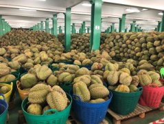 最适合你的榴莲是哪一颗？大数据都能告诉你！