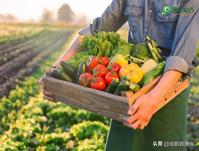 辛蚁农场——2020生鲜电商的真正黑马