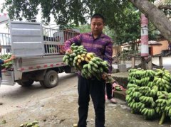 30万斤糯米香蕉走出贵州大山 京东扶贫助农帮助安龙县农户增收近2万元