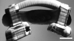 微型自旋机器人利用老鼠的脊髓和肌肉来行走