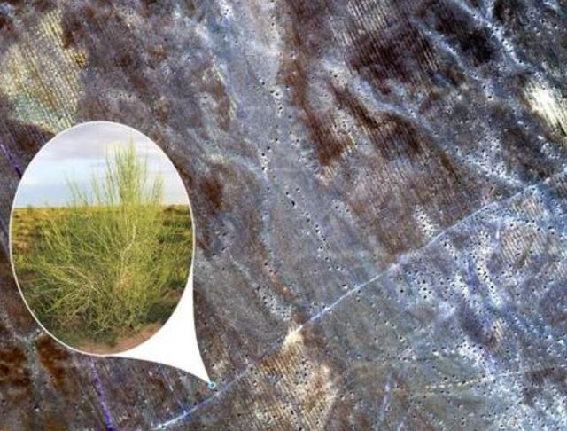 5亿用户的蚂蚁森林，如今有多少人真的还在种树？网友：感谢马云