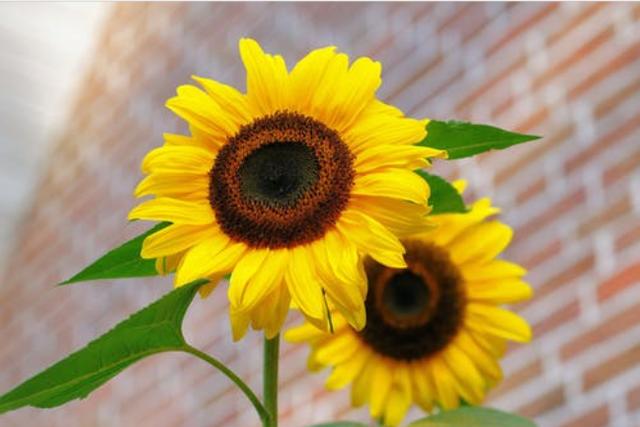 如果你用华为手机拍照，记得开启这3个功能，拍出的照片自带美感