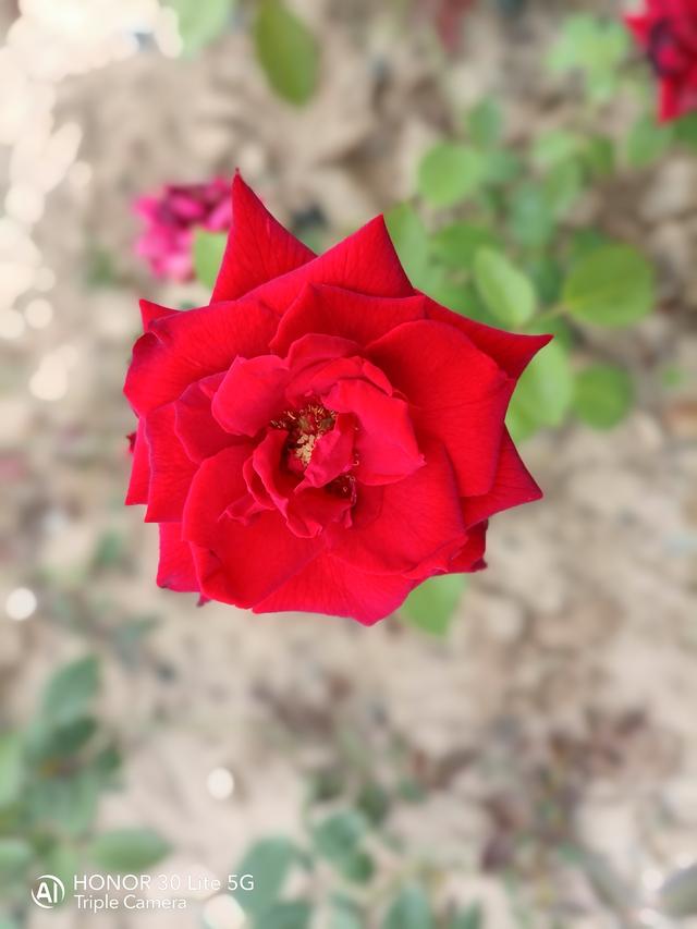 颜值实力样样都有!荣耀30青春版首发评测:5G时代的最强千元机