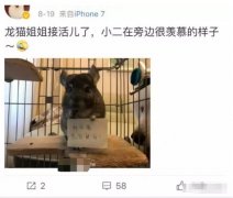 2019年赚钱项目排行榜_利润最高的居然是这个冷门小项目详解