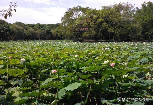 如何做好网络推广的营销策划方案？