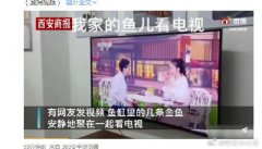 金鱼排成一排看电视