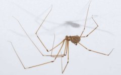 seo自动发布外链工具 倘若发现蜘蛛爬行不顺畅，当务之急是清理蜘蛛绊脚石