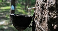 世界上的天然橡胶就快用完了，科学家能找到替代来源吗
