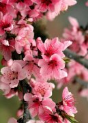 明年中国整形市场规模将达3000亿元