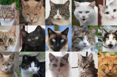 AI 生成猫照片网站上线，随时随地发现新 “主子”