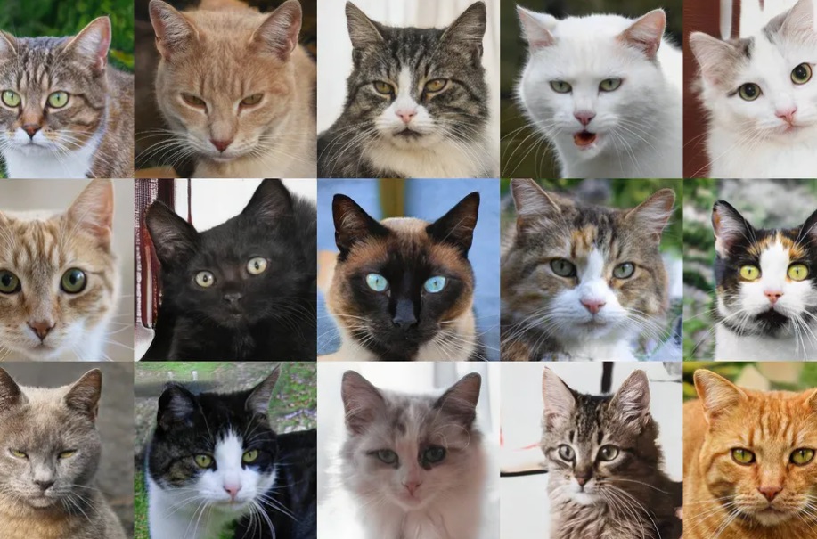AI 生成猫照片网站上线,随时随地发现新 “主子”