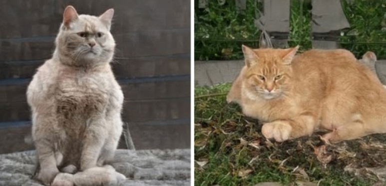 AI 生成猫照片网站上线,随时随地发现新 “主子”