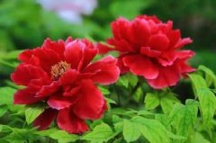 北京植物园卧佛寺牡丹盛开