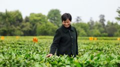 苹果晒“智惠计划”新成果：农民用 iPad 提升生产基地管理水平!