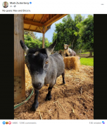 扎克伯格将他的山羊取名为“Max”和“比特币”