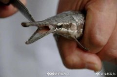 全国已发现660多种外来入侵物种