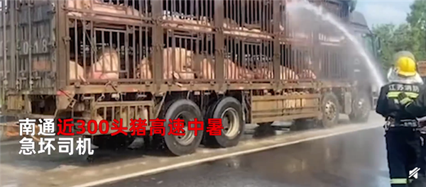 300头猪集体中暑消防浇水“续命” 不降温全得死：网友点赞