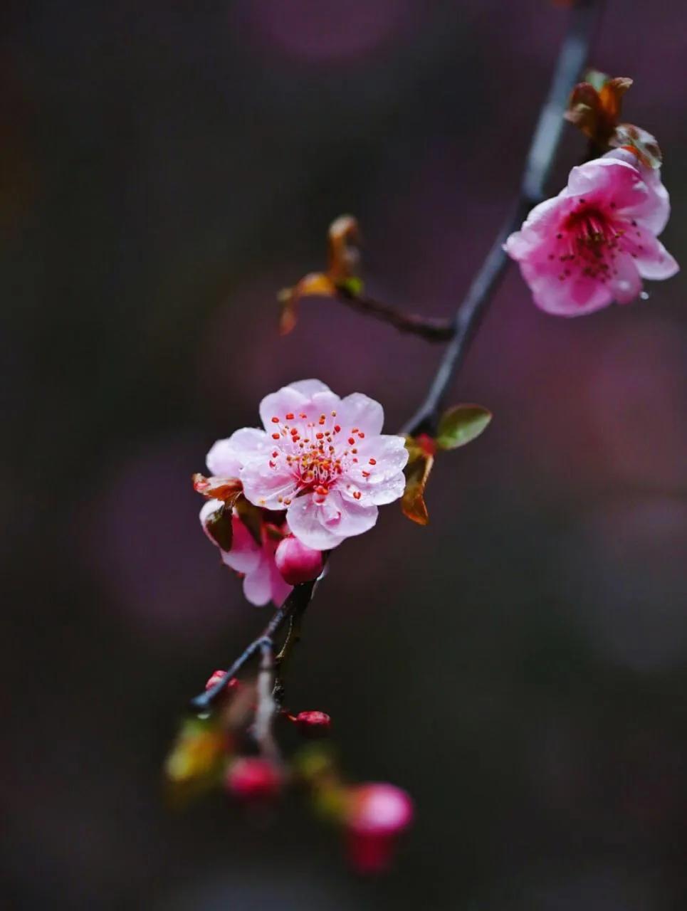 病梅馆记翻译注释（病梅馆记原文及翻译赏析）