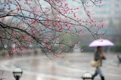 描写春雨的美段 描写春雨的美段！