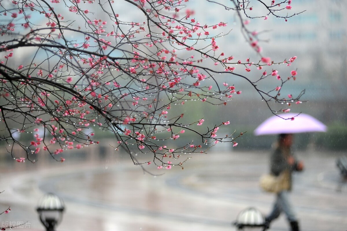 描写春雨的优美段落（形容春雨的唯美段落）