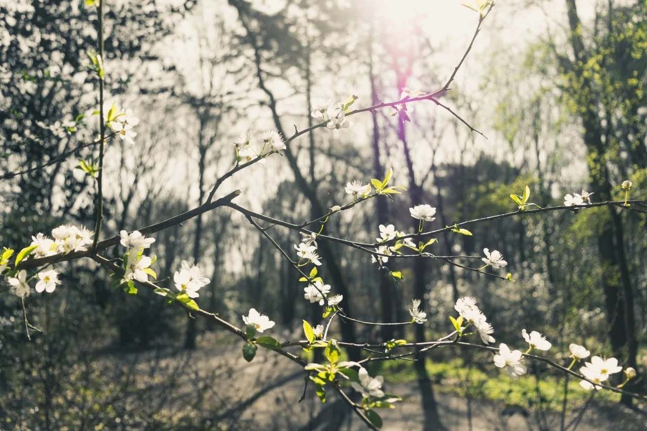 经典古诗词名句大全（千古绝句最美古诗文）